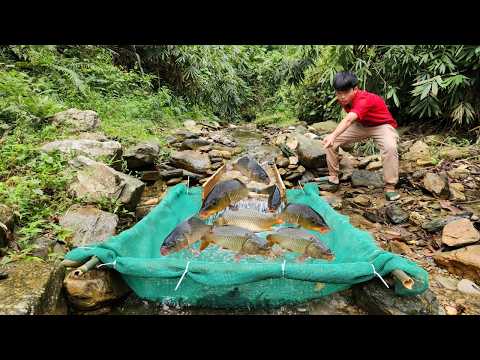 Skilled fish trapping techniques Using wooden chutes to