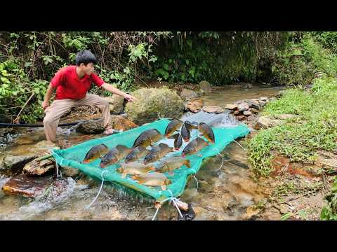 Use PVC pipes and green plastic mesh to make a fish trap
