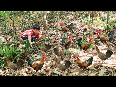 Full video of 60 days Boy makes chicken traps catches