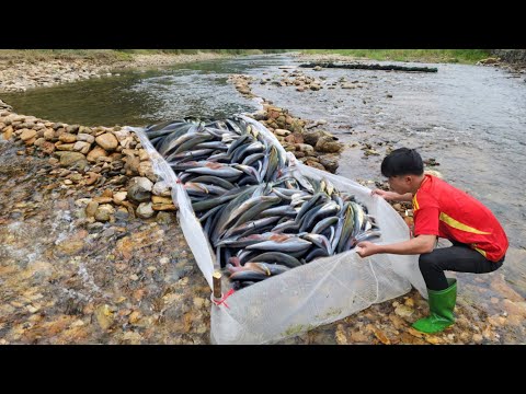 Simple fish trapping technique of Boy Lam Harvested many