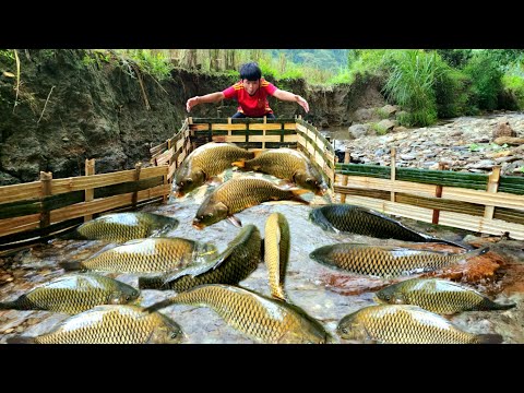 Using bamboo to make fish traps using the ancient method