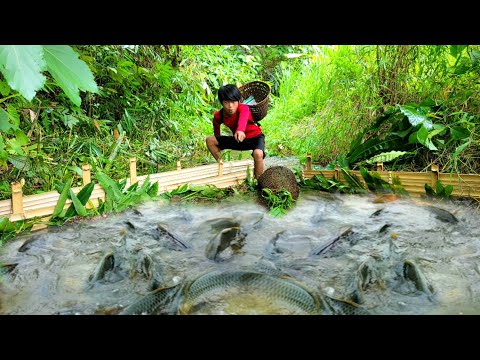 The boy discovered a school of fish in the stream He