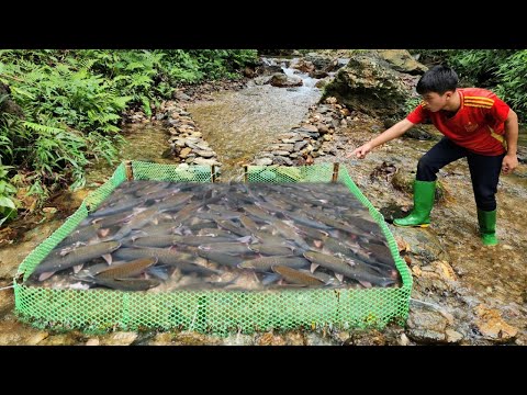 Boy Lam used a green plastic net to make a unique fish trap