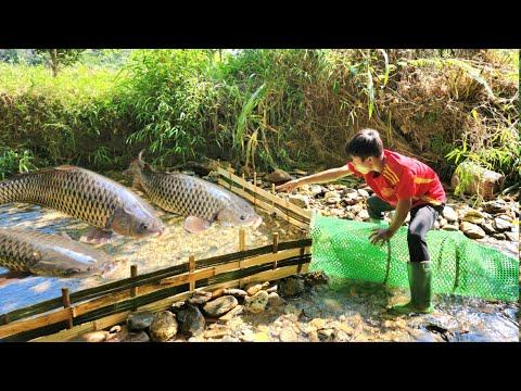 The boy wove bamboo to block the stream to set fish traps