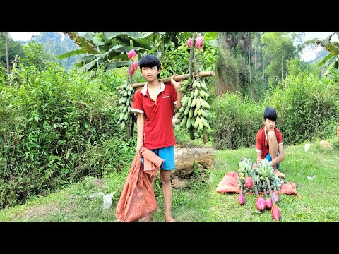 The boy went into the forest to find wild bananas to sell