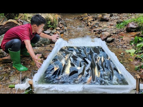 Very unique way of trapping fish Using tarpaulin to catch