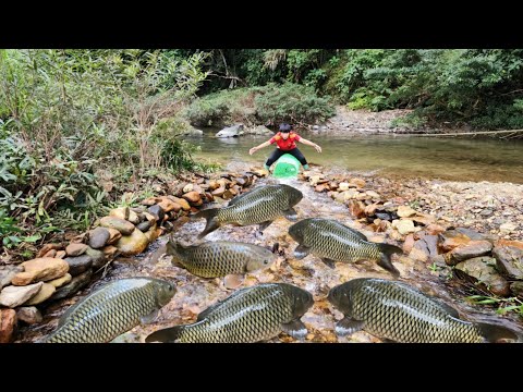 Boy Lam set a fish trap in a big stream Surprisingly he