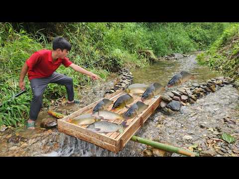 Masterful fish trapping technique Using wooden planks to