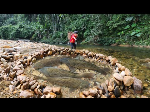 The boy Lam arranged rocks to make a fish trap and luckily
