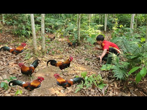 Full video about 65 days of Boy Lam going into the forest