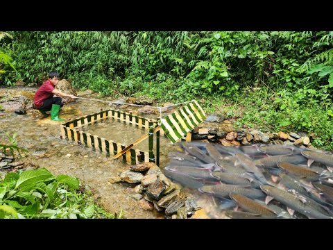 Ancient fishing skills Using bamboo to make a fish trap in