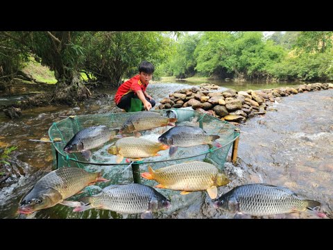 Use plastic pipes to make fish traps placed in the stream