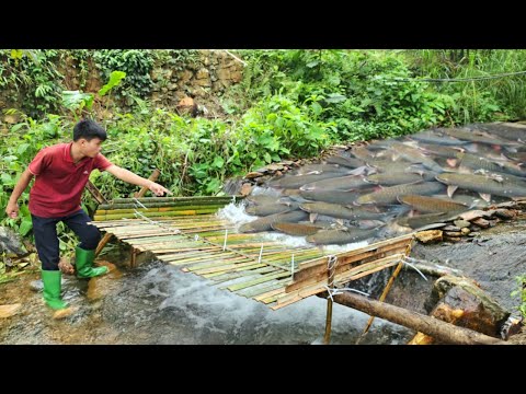 Amazing Boy Lam harvested a whole stream of carp with just