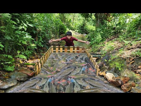 Lam boy caught a big haul of fish in the bamboo trap he