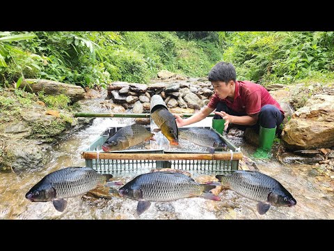 Lam boy used PVC pipe as a fish trap in the stream Luckily