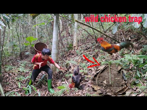 How to trap wild chickens with natural rope is extremely