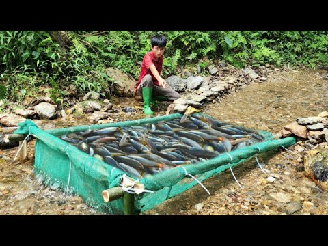 Lam boy used green net and bamboo to make a trap to catch