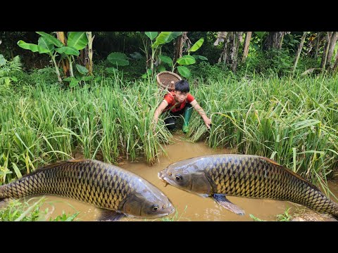 The boy Lam caught many big fish in the field And brought