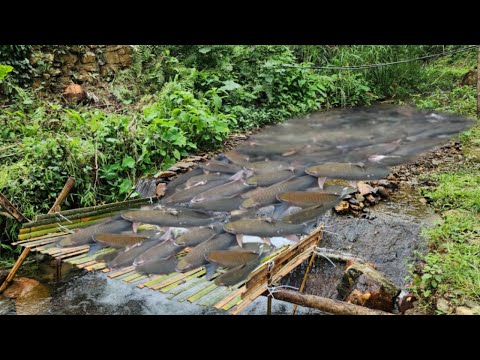 Full video of Lam s 25 day fishing trip in a natural stream