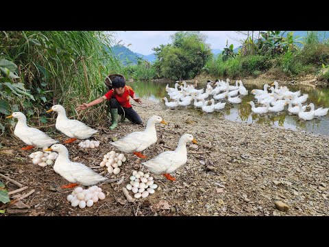Suddenly discovered a flock of ducks laying eggs on the