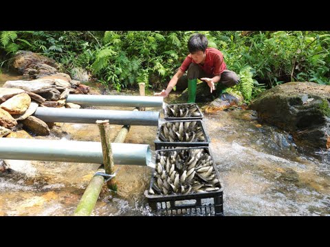 How to trap fish from pvc pipe Lucky to catch a big batch