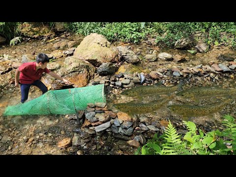 The boy used a green basket to catch fish in the stream