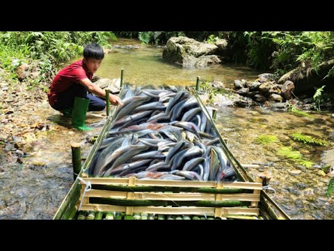 Survival skills Using bamboo to make the ultimate fish trap