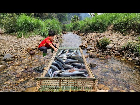 Trapping fish using ancient method the boy harvested nearly