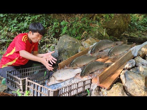 Boy Lam caught many big fish in the stream using a unique