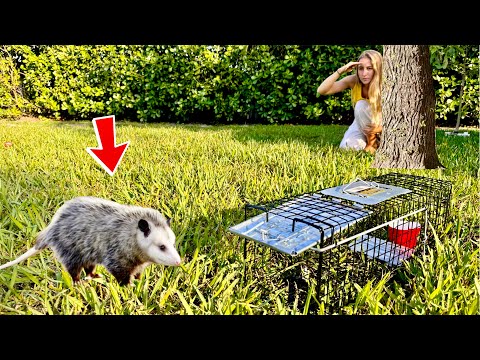 Saving My Chickens From Being Attacked Making a Trap