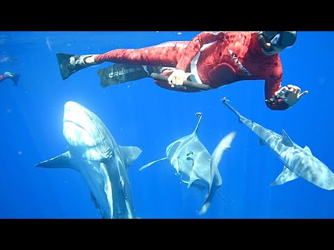 Swimming with 20 Bull Sharks on the Bait Line