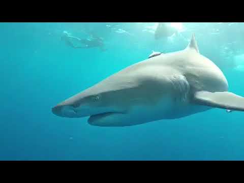 Up Close With Lemon Sharks