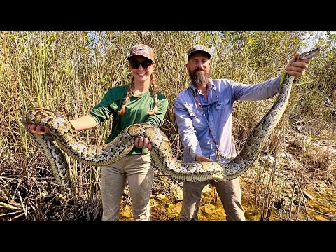 Hand Catching 10 Foot Python in Florida Swamp