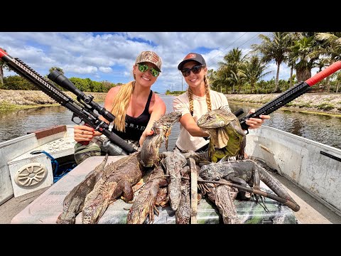 Invasive Iguanas Taking Over Florida Hunting with Air