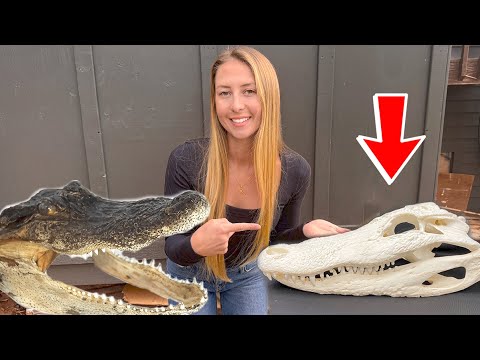 DIY Gator Euro Skull Mount Cheap Easy Step by Step