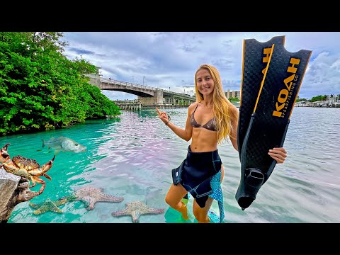 FREE Snorkeling No Boat Required Jupiter Florida Catos