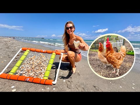 How to Catch Sand Fleas Sharks Teeth and Some Bad News