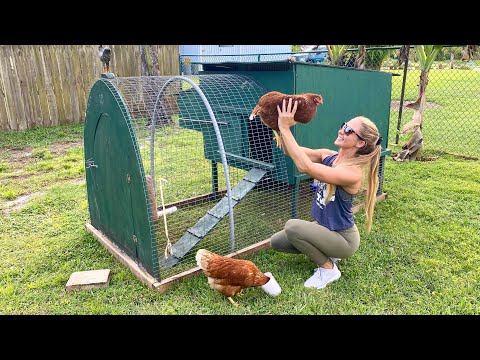 Calling all Animal Lovers My New Pet CHICKENS The Cutest