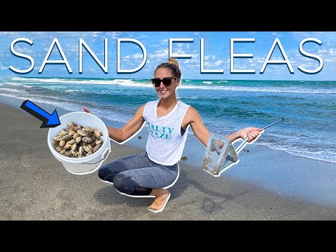Sand CRABS on the Beach Metal Detecting Finding DIAMONDS