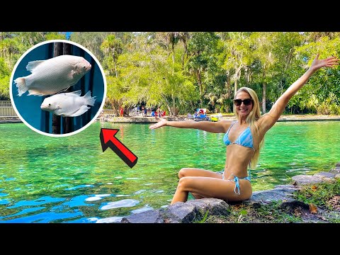 Snorkeling with Big fish in CRYSTAL Clear Water Wekiwa