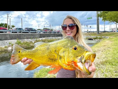 Chasing the World s Most Beautiful Fish Calm Before The