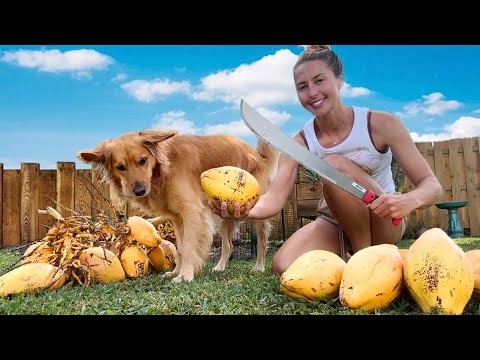 How to Open a Coconut with a Machete Harvesting King