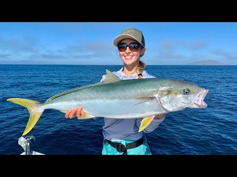 Mexico YELLOW TAIL Fishing in MAG BAY Striped Marlin