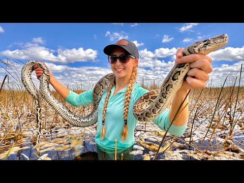 Hand Catching 12 Foot Python in the Wild Fish Fry off the