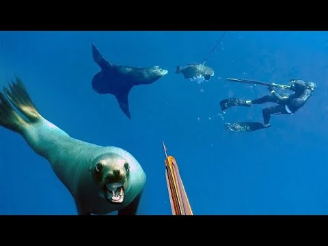 Sea Lion ATTACKS Our FISH Spearfishing in Mag Bah Mexico