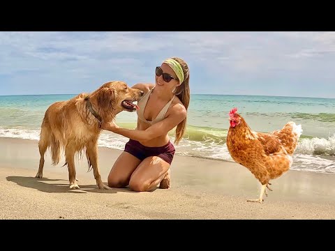 Taking Finley to the Beach and My Chickens Vlog