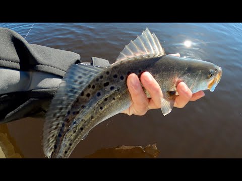 Finding Hidden SHARK Teeth Trout Fishing Vlog Style