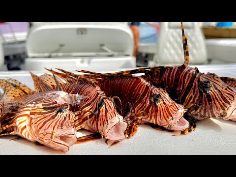 Lion Fish Nigiri Raw Spoons Feat StanzFam Catch Clean Cook