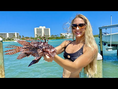 Venomous Lion Fish Catch Clean Cook Scuba Diving
