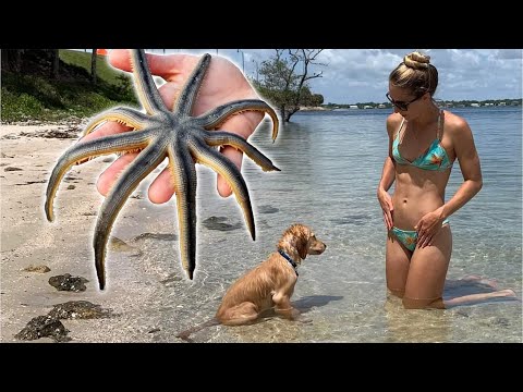 Puppy s First Day at the Beach Nine Armed Starfish Covered